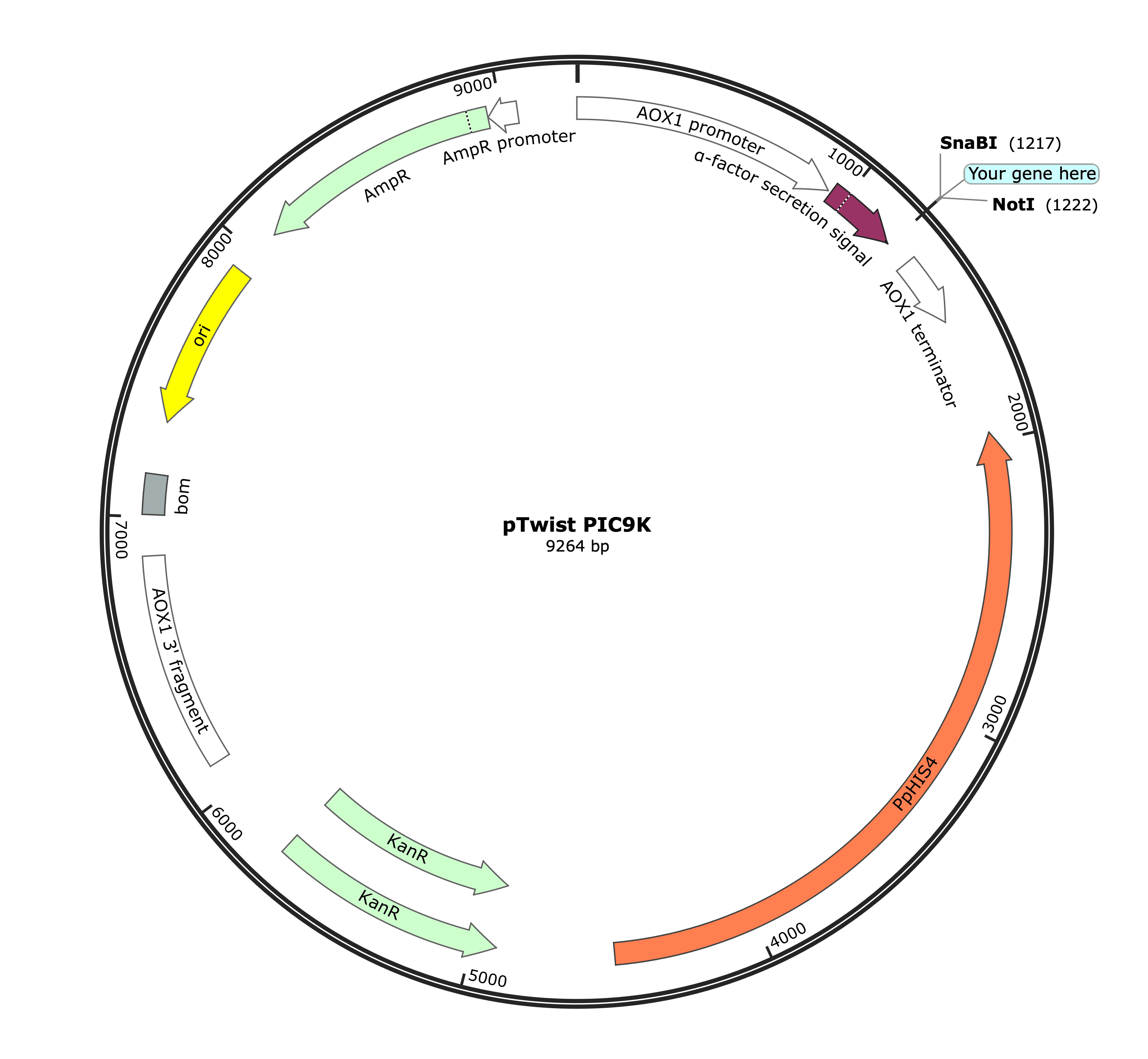 pTwist PICZα Vector Map