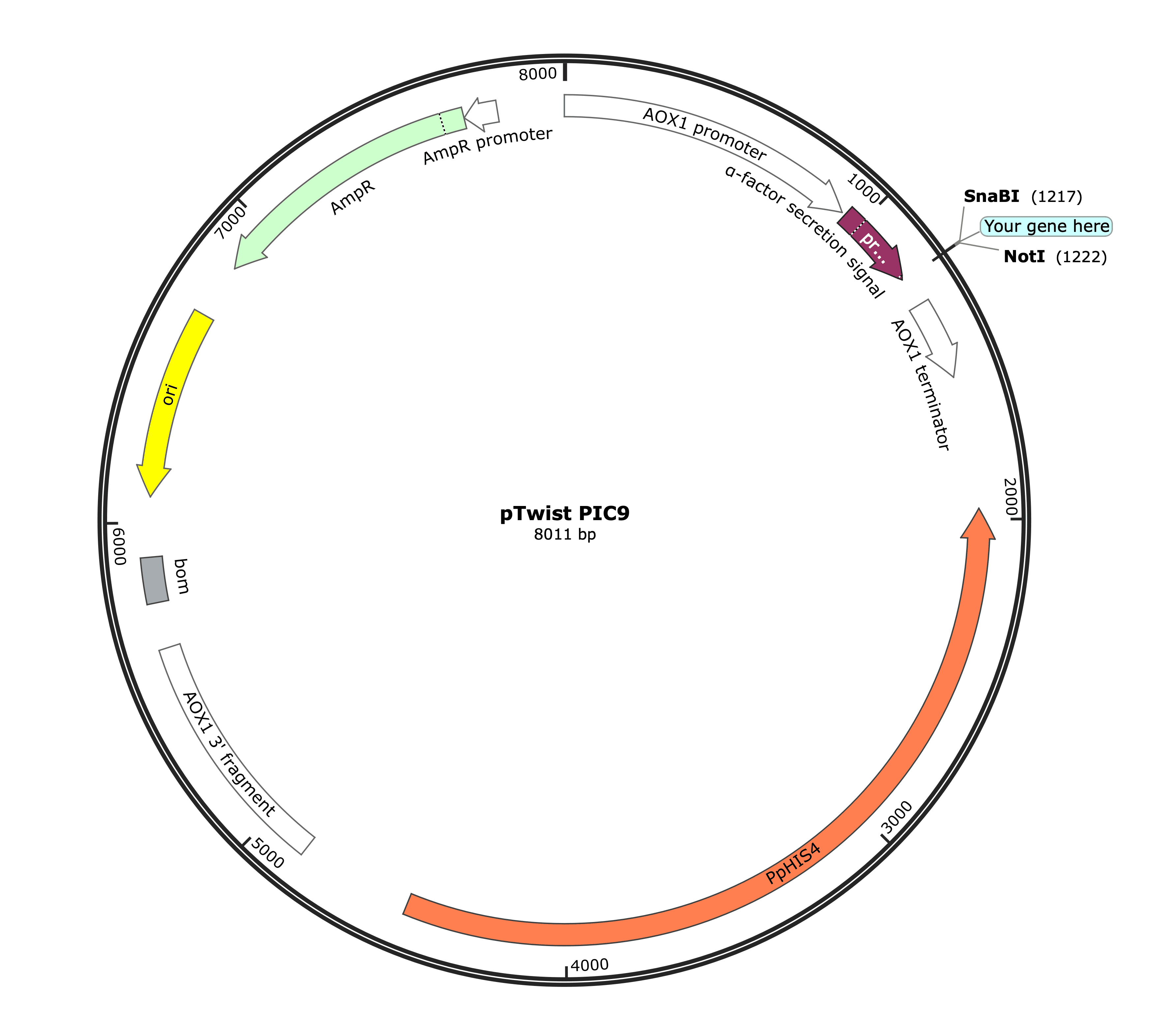 全尺寸载体图像